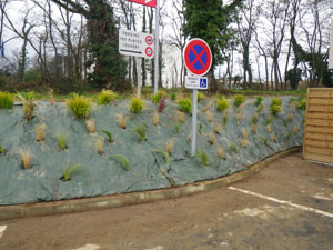 Plantations de graminées sur talus